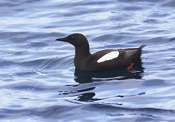 Image showing Black Guillemot