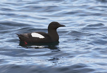 Image showing Black Guillemot 