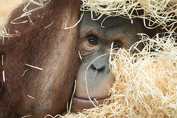 Image showing orangutan