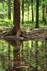 Image showing forest and water 