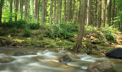 Image showing forest and water 