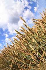 Image showing golden corn and blue sky