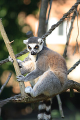 Image showing lemur monkey