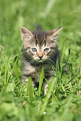 Image showing small cat 