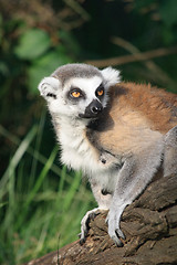 Image showing lemur monkey