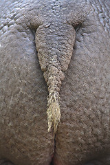 Image showing hippo ass