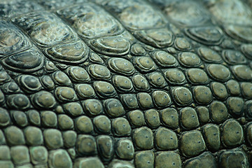 Image showing crocodile texture