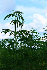 Image showing field of cannabis