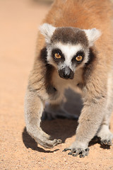 Image showing lemur monkey