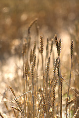 Image showing golden corn