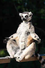 Image showing lemur monkey