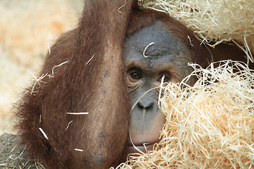 Image showing orangutan