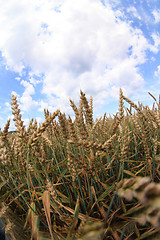 Image showing golden corn and blue sky