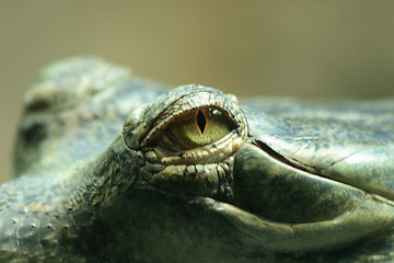 Image showing crocodile head