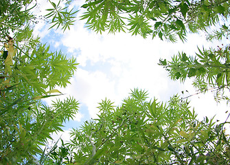 Image showing field of cannabis