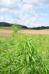 Image showing field of cannabis