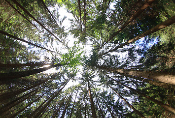 Image showing forest and blue sky