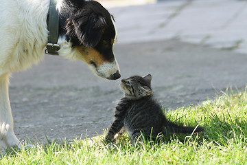 Image showing cat and dog