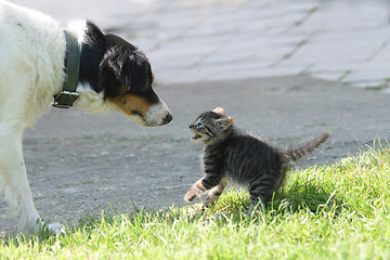 Image showing cat and dog