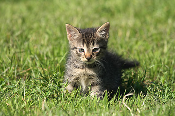 Image showing small cat 