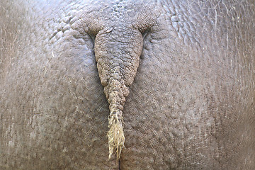 Image showing hippo ass