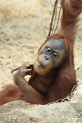 Image showing orangutan