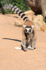 Image showing lemur monkey