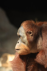 Image showing orangutan