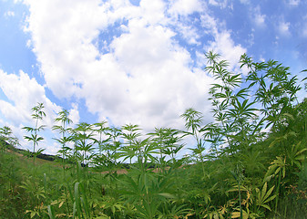 Image showing field of cannabis