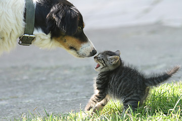 Image showing cat and dog