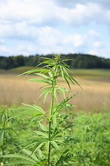 Image showing field of cannabis