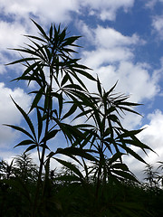 Image showing Hemp