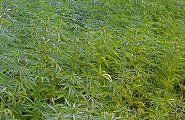 Image showing Hemp