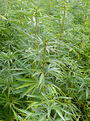 Image showing Hemp