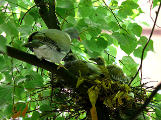 Image showing Bird Nest