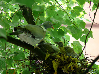 Image showing Bird Nest