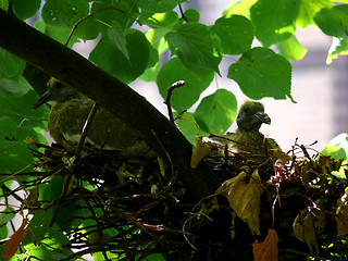 Image showing Bird Nest