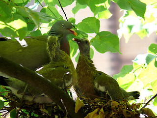 Image showing Bird Nest