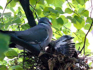 Image showing Bird Nest