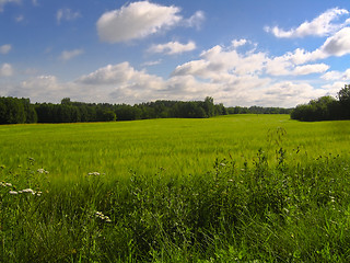 Image showing Green field with blue sky