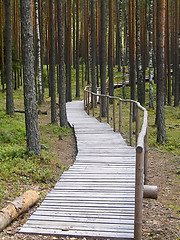 Image showing Walking path in the forest