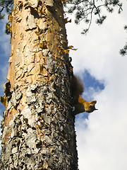 Image showing Red squirrel on a tree