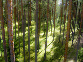 Image showing Enchanted forest