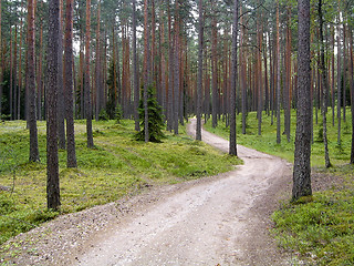 Image showing A road in the forest