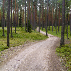 Image showing A road in the forest