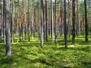 Image showing Dreamy pine forest