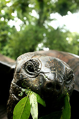 Image showing Turtle