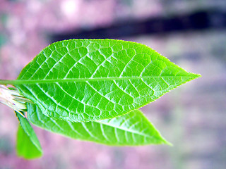 Image showing New spring leaf