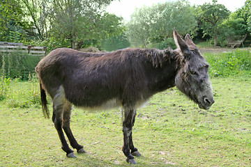 Image showing Donkey