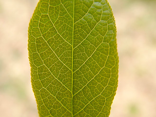 Image showing Leaf 3